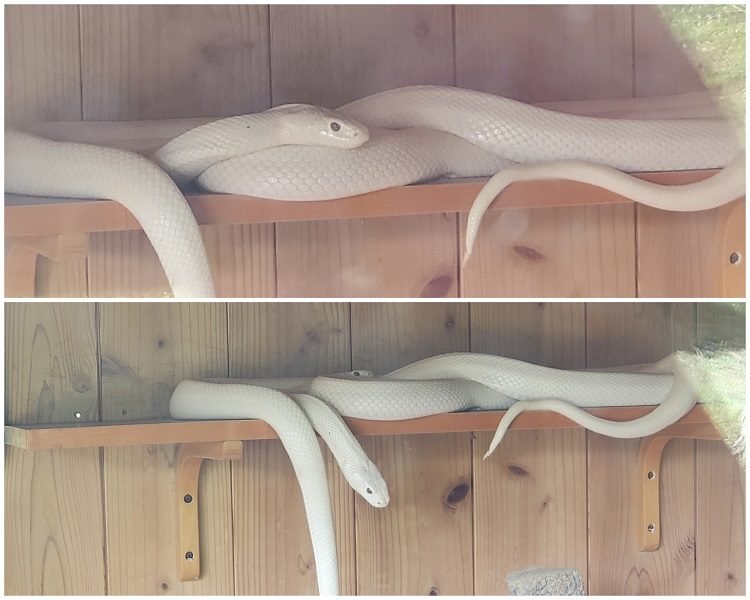 🐍 아카미즈 뱀돌 신사 (아카미즈 헤비이시 진자)